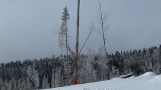 Wow big tree down in 5 sec