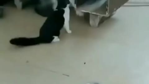 Cat teasing dog funny video
