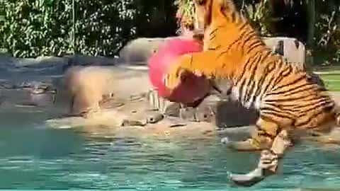 Tiger playing ball