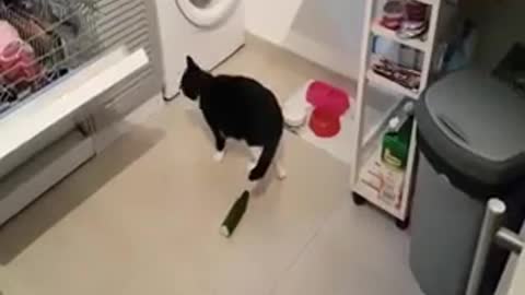 Cats Vs Cucumber Compilation 2021