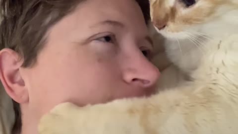 Sweet Cat Begs for Nose Kisses