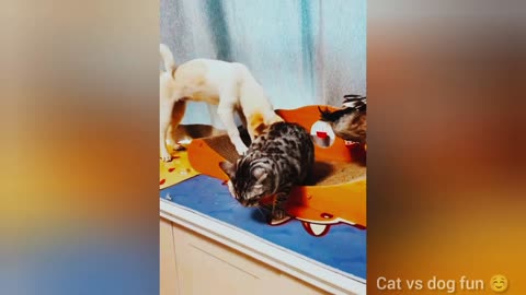 BEST FUNNIEST CATS AND DOGS VIDEOS 2024 😂 _ FUNNY ANIMAL VIDEOS