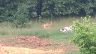 Doe feeding fawns