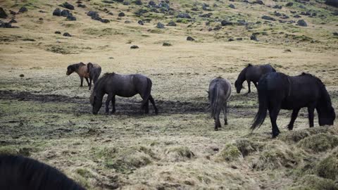 Wet black Icelandic horse standing in rainy extreme weather of Iceland