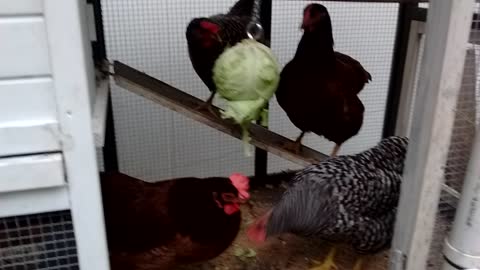 Chickens eating cabbage