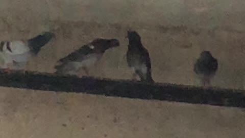 NYC pigeons having an old-fashioned bar fight