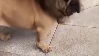 Best funny cute puppy