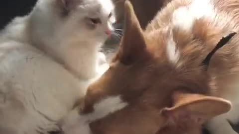 Cat & Dog Love