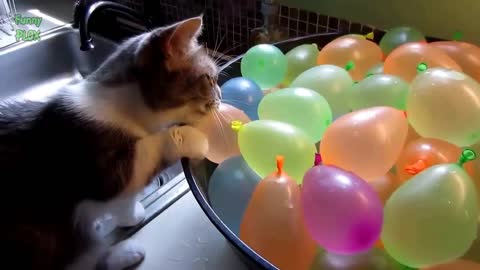 Funny Video | Cat Pranking | Cats with Balloons