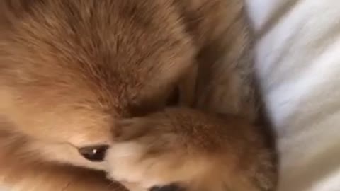 Pup Wakes Up Just Like A Human