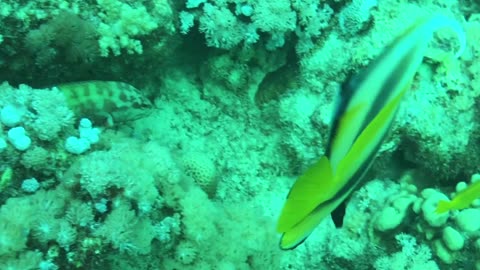How lovely looking is this pair of bannerfish - no sound