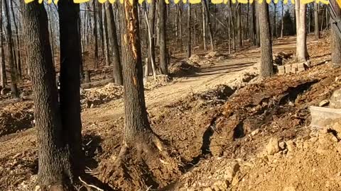 Day 2 - Pushing over trees with an excavator