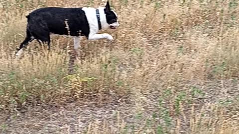 Dopey walking around in high grass