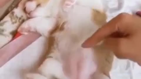 Baby Puppies LOVE Their Belly Rubs - Amazing Pets