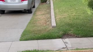 Morning Chat With Neighborhood Bear