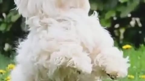 A cute Cotton de Tulear doing tricks basic training