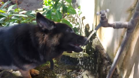Dog eating gulab jamun | Dog videos | Animal videos Happy New Year 2022
