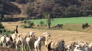 Emu Rounds up Sheep After Australian Bush Fires