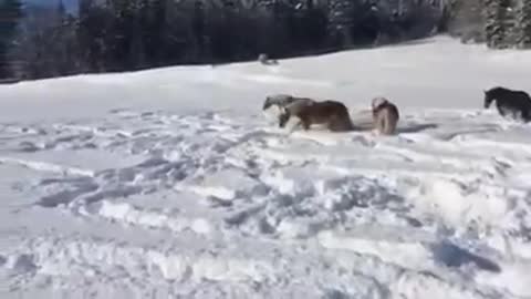 Horses Step Into The Snow, Then Owner Captures Them Having The Time Of Their Lives