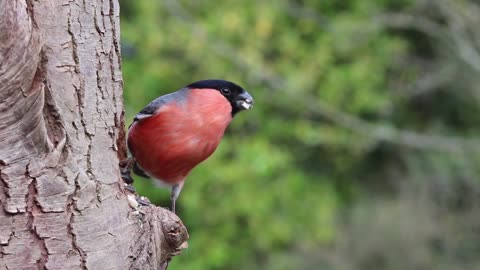 Bullfinch song