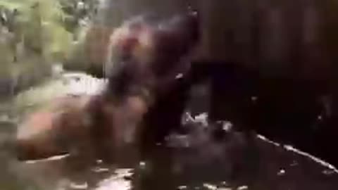 DOG RUSHING TO SAVE DROWNING PUPPY- FUR HERO