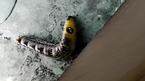 Oleander Hawk Moth looking for a place to pupae.