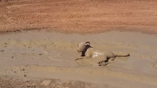 Puppy Cools off in Muddy Puddle