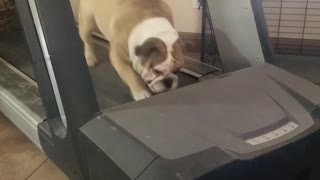 Dog Likes to Shout During its Workout