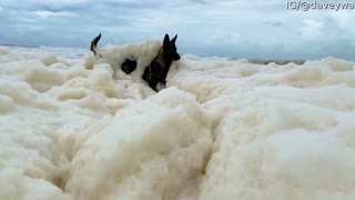 Doggo Loses Ball in Sea Foam