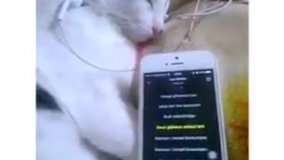 cat playing music