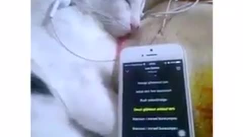 cat playing music