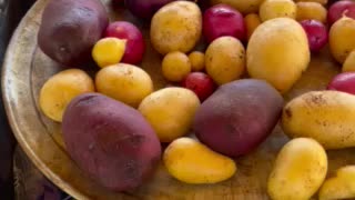 5 Gallons Hydroponic Potato Harvest