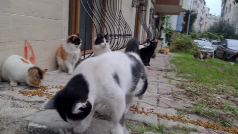 Twin and Very Cute Street Cats