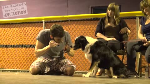 Dog Training (How to Train any dog and the Basics)