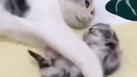 Mommy cat hugs baby kitten having a nightmare🥺