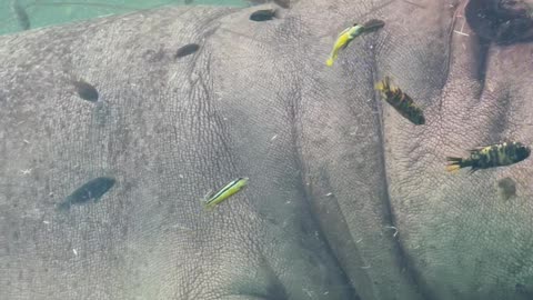 Captive Hippo Has Luxurious Spa Day