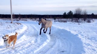 Friendly Horse Plays With Her Canine Best Friend In The Snow