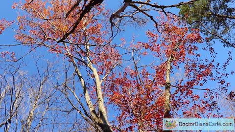 Red Maple Tree Against an Autumn Blue Sky - Growing in the Garden with God
