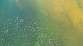 Stingray Migration