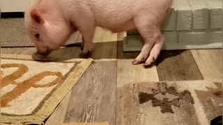 Twerking Pig in Quarantine