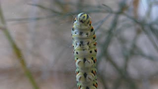 Swallowtail butterfly caterpillar weaving a silk web