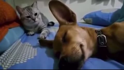 Cat is Angry at Dog for Farting in His Sleep