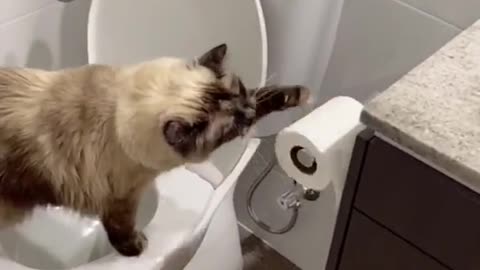 Ohh why it is doing that😳funny cat video