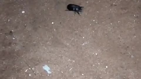 Cat vs Beetle.Cute cat catch beetle.Cat name is pappu.Animal shows