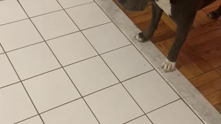 pit bull scared of rumba