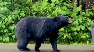 Bear Tries to Enter Scared Person's Car