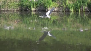 Gray Heron Hern Emergency landing