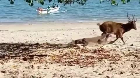 Komodo Dragon Chasing and Eat Alive Deer On The Beach.