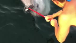 Cleaning an Ocean Sunfish