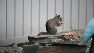 Cute squirrel eating|Abhijan